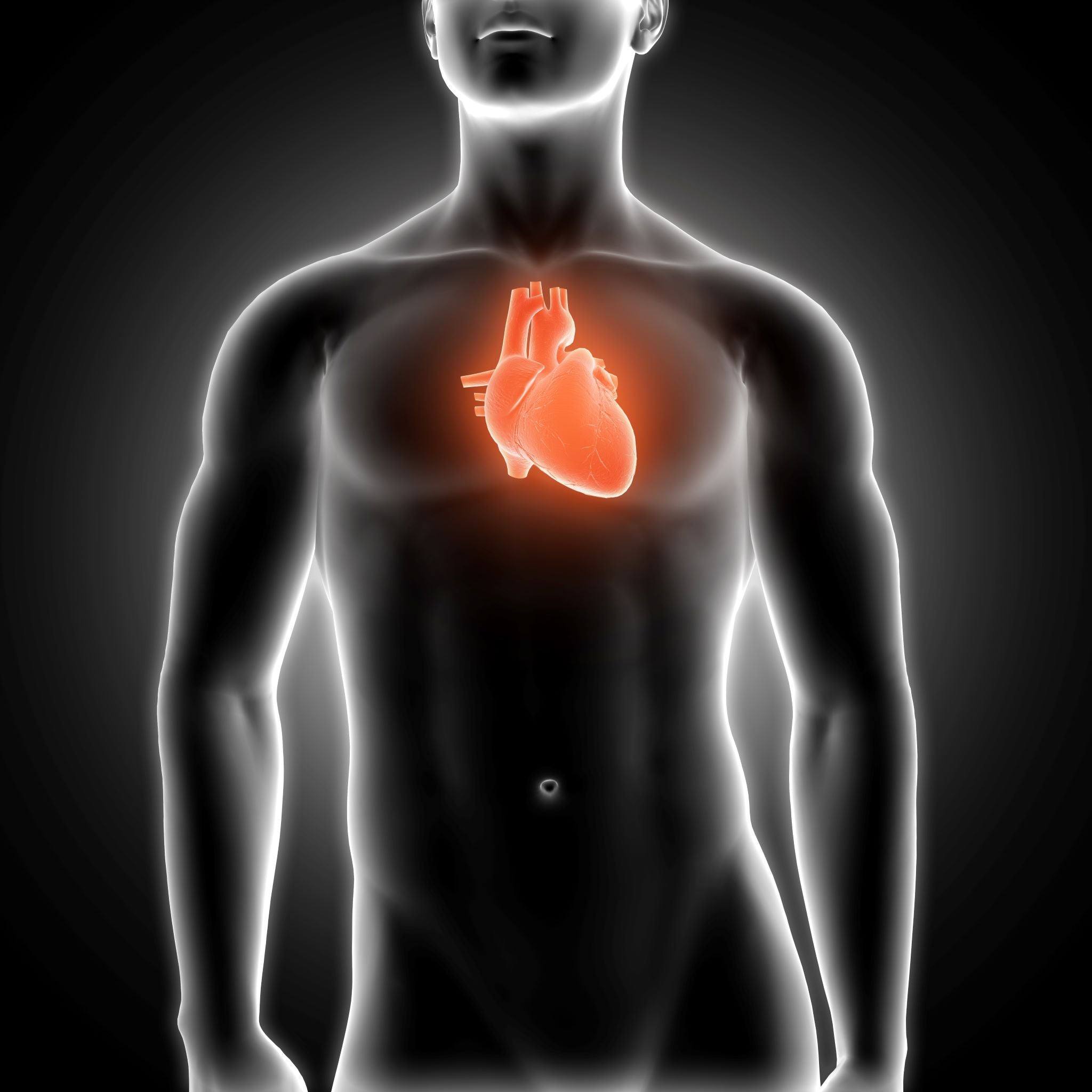 Das Herz - Anatomie unserer Lebenspumpe - Animus Medicus GmbH