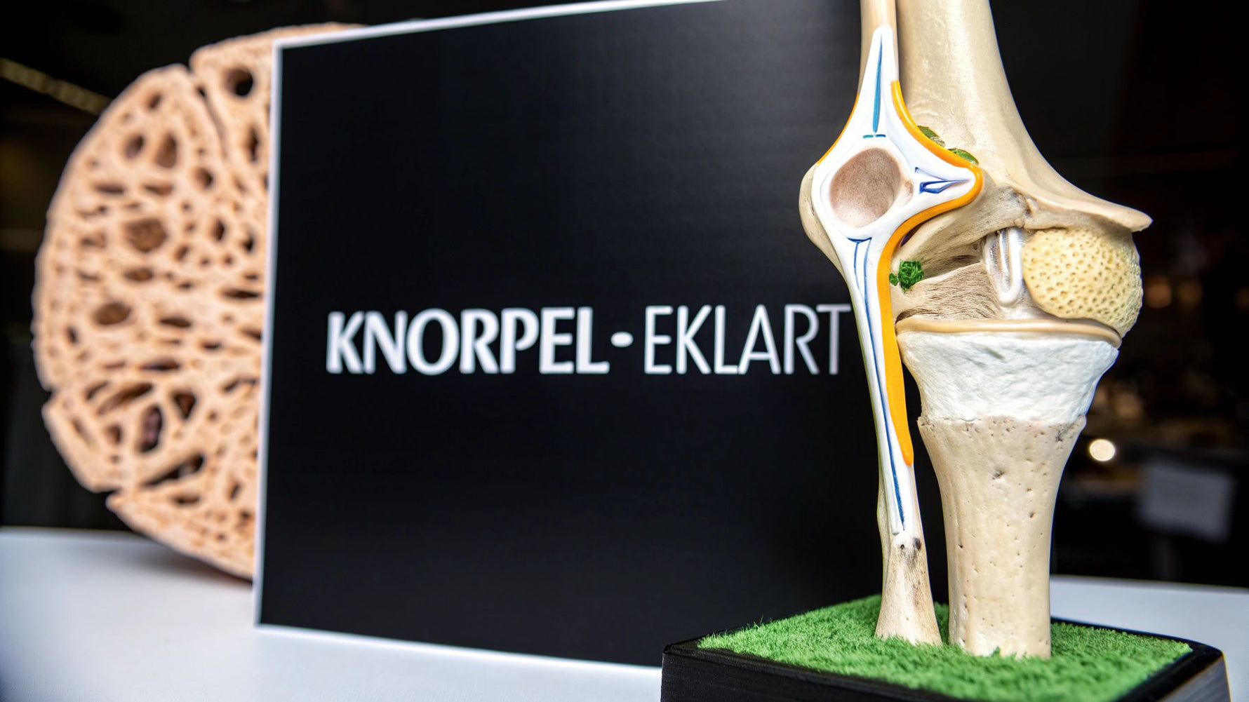 Was ist ein Knorpel? Wichtige Infos & Funktionen
