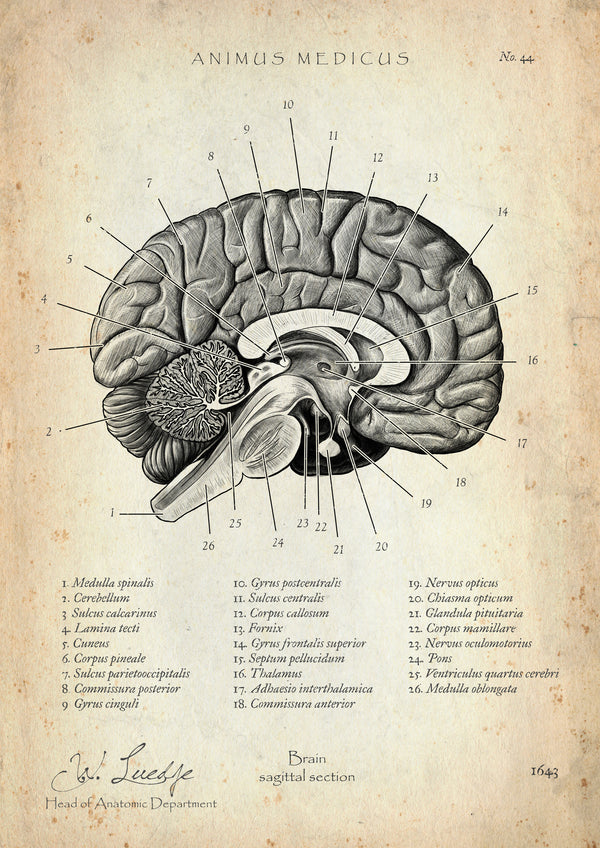 Neurologie Poster Set