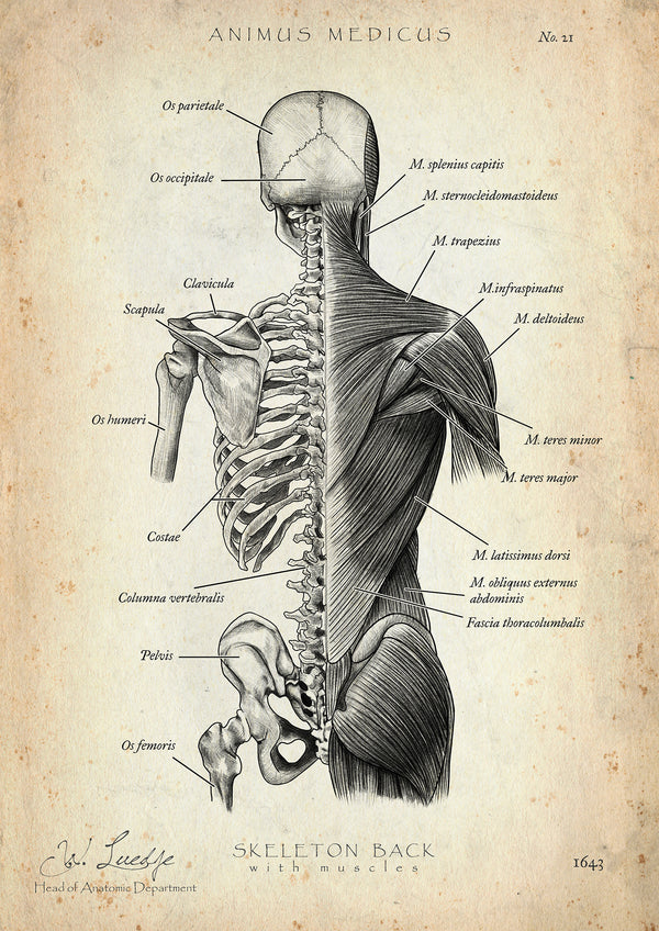 Vintage Anatomie 3er Set