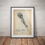 Arm Anatomie dorsal - Animus Medicus GmbH