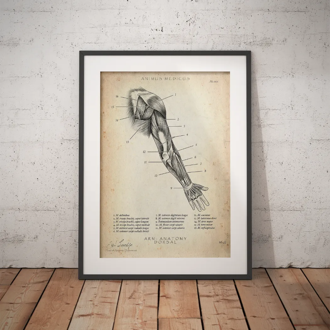 Arm Anatomie dorsal - Animus Medicus GmbH