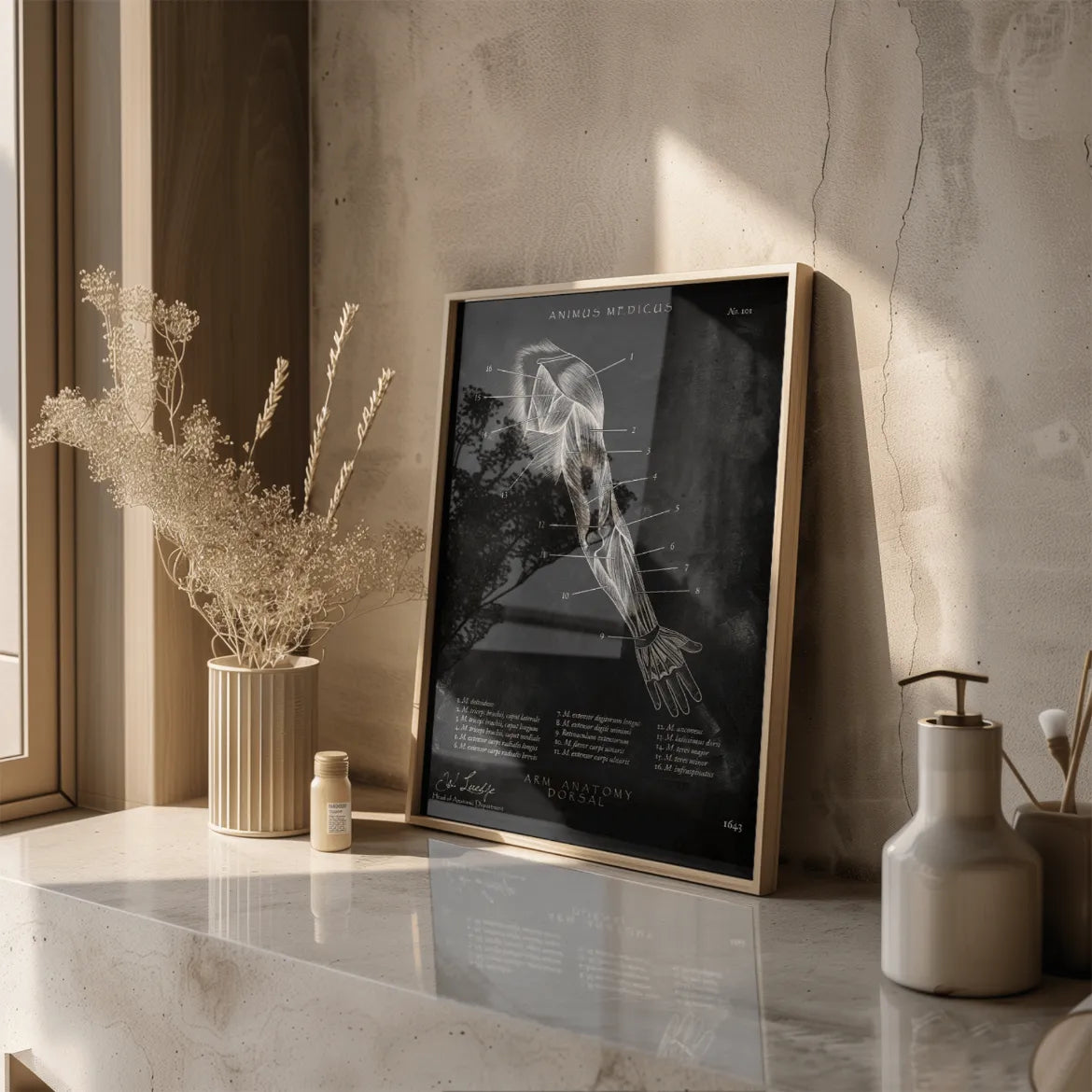 Arm Anatomie dorsal - Chalkboard - Animus Medicus GmbH