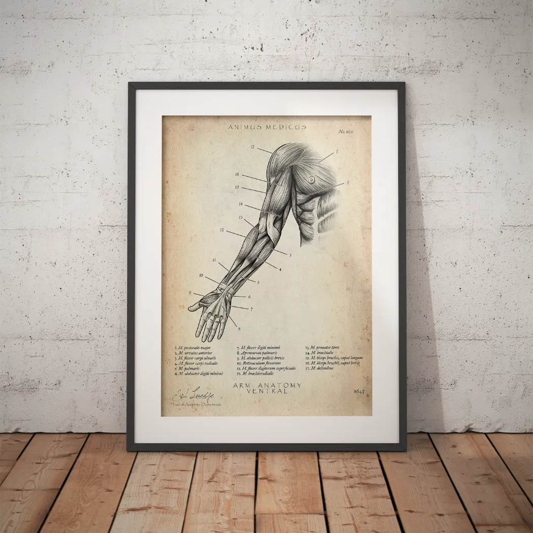 Arm Anatomie ventral - Animus Medicus GmbH