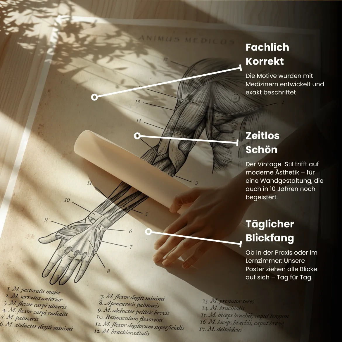 Arm Anatomie ventral - Animus Medicus GmbH