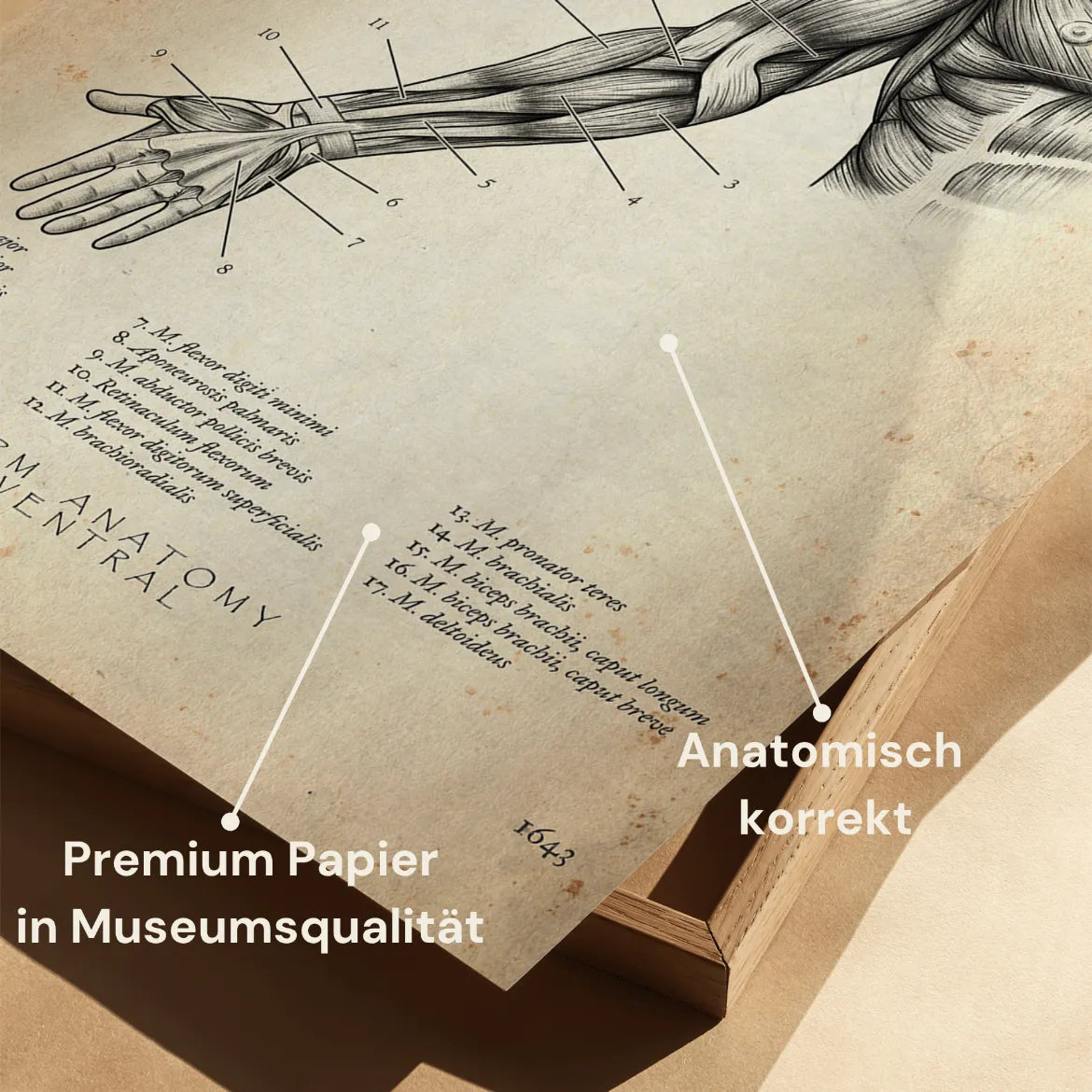 Arm Anatomie ventral - Animus Medicus GmbH