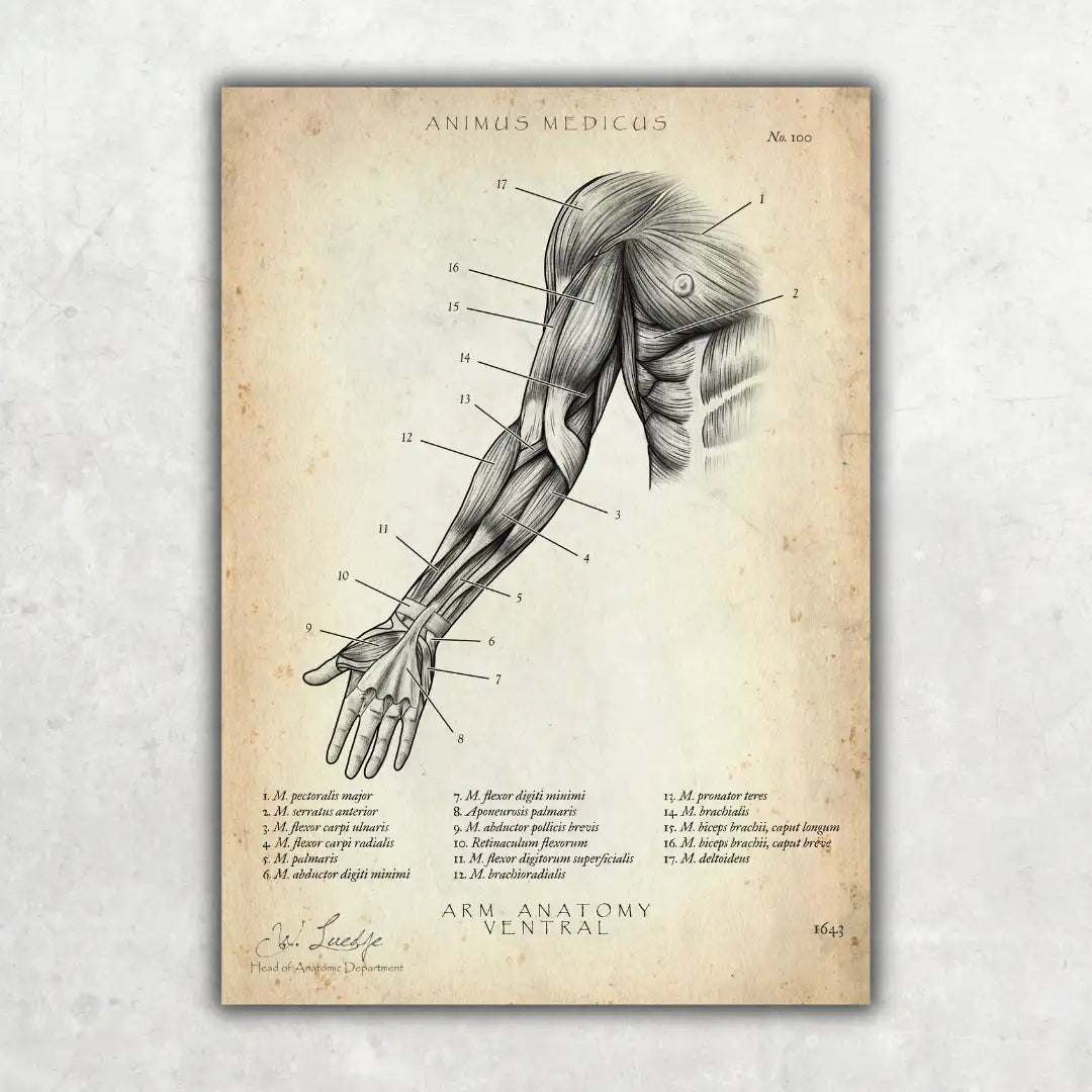 Arm Anatomie ventral - Animus Medicus GmbH