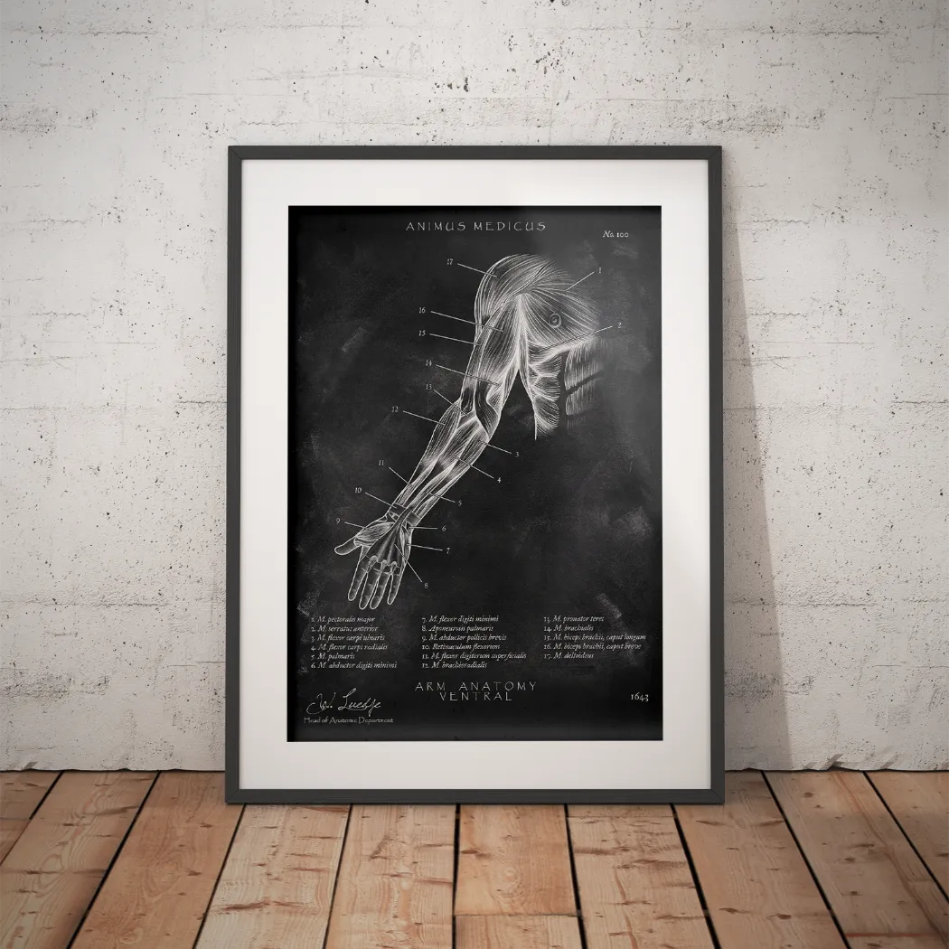 Arm Anatomie ventral - Chalkboard - Animus Medicus GmbH