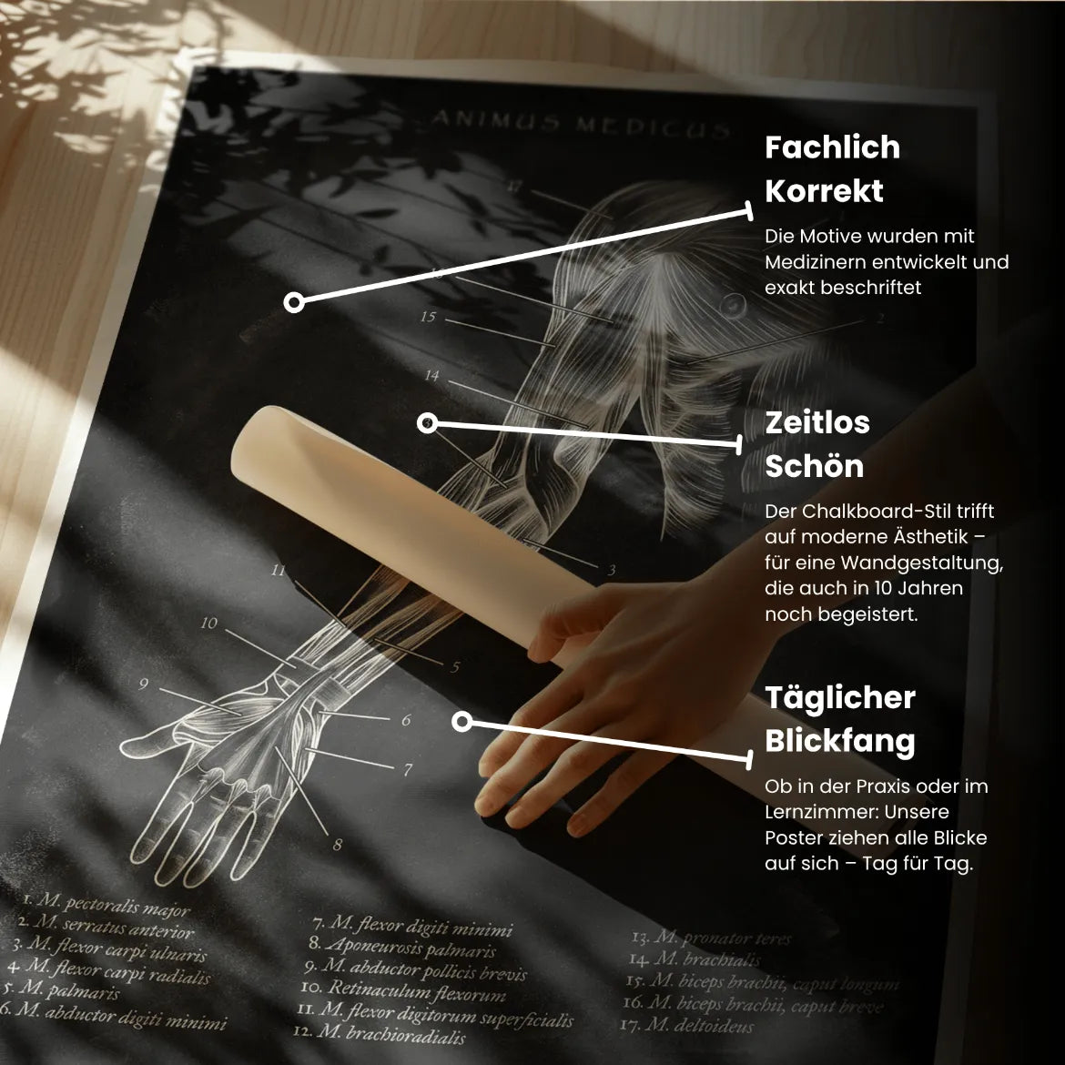 Arm Anatomie ventral - Chalkboard - Animus Medicus GmbH