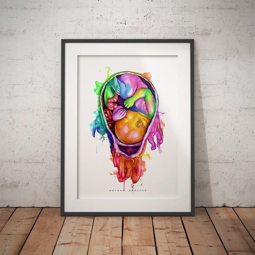Baby Anatomie - Rainbow - Animus Medicus GmbH