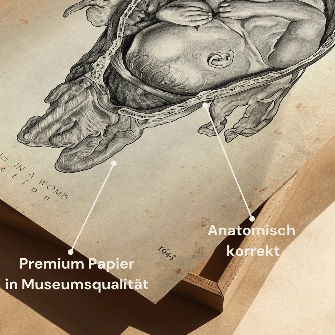 Baby in Gebärmutter - Animus Medicus GmbH