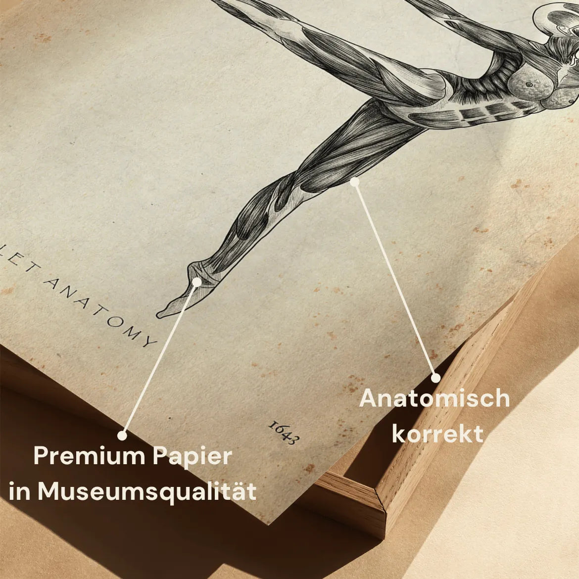 Ballett Anatomie Poster - Animus Medicus GmbH