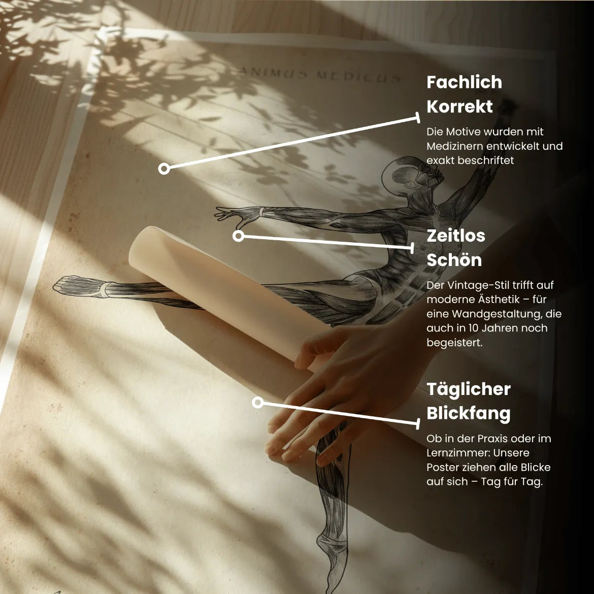 Ballett Anatomie Poster - Animus Medicus GmbH