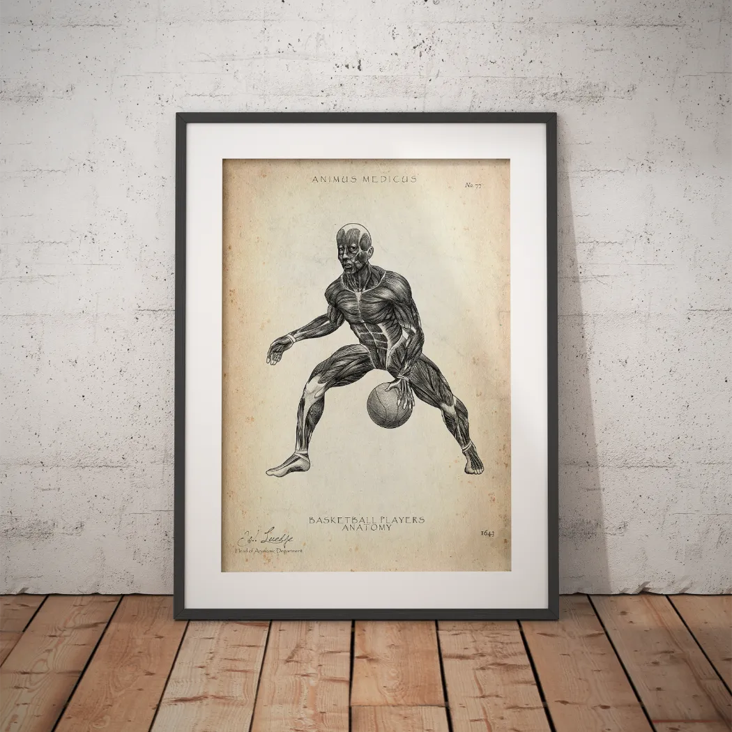 Basketball Anatomie Poster - Animus Medicus GmbH