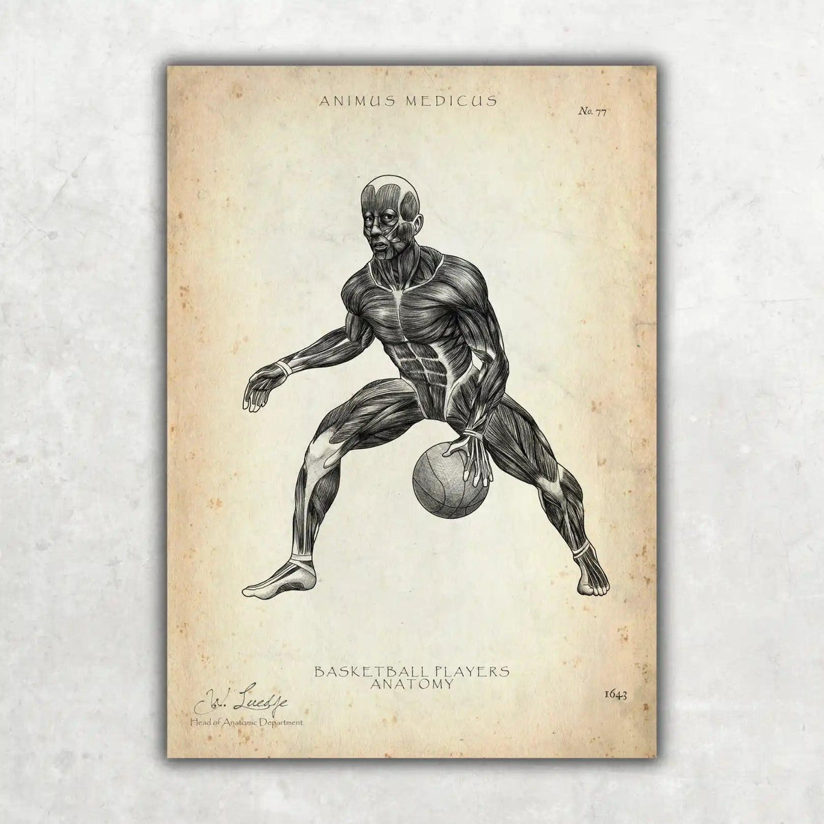 Basketball Anatomie Poster - Animus Medicus GmbH