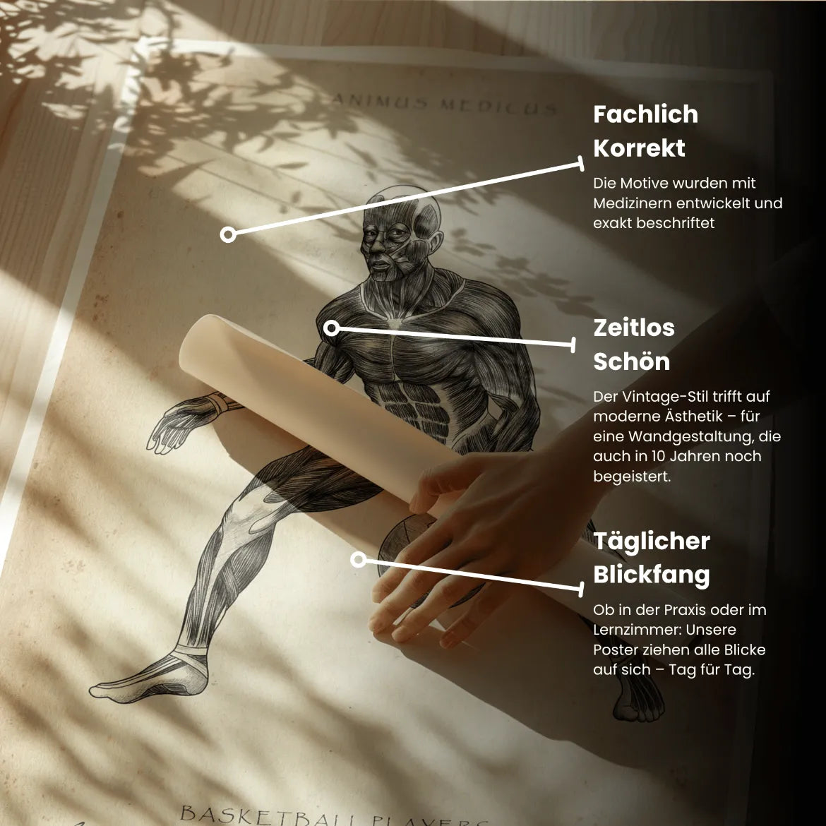 Basketball Anatomie Poster - Animus Medicus GmbH