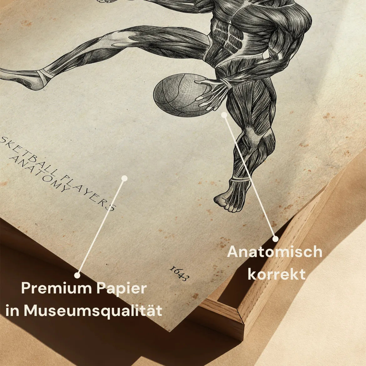 Basketball Anatomie Poster - Animus Medicus GmbH