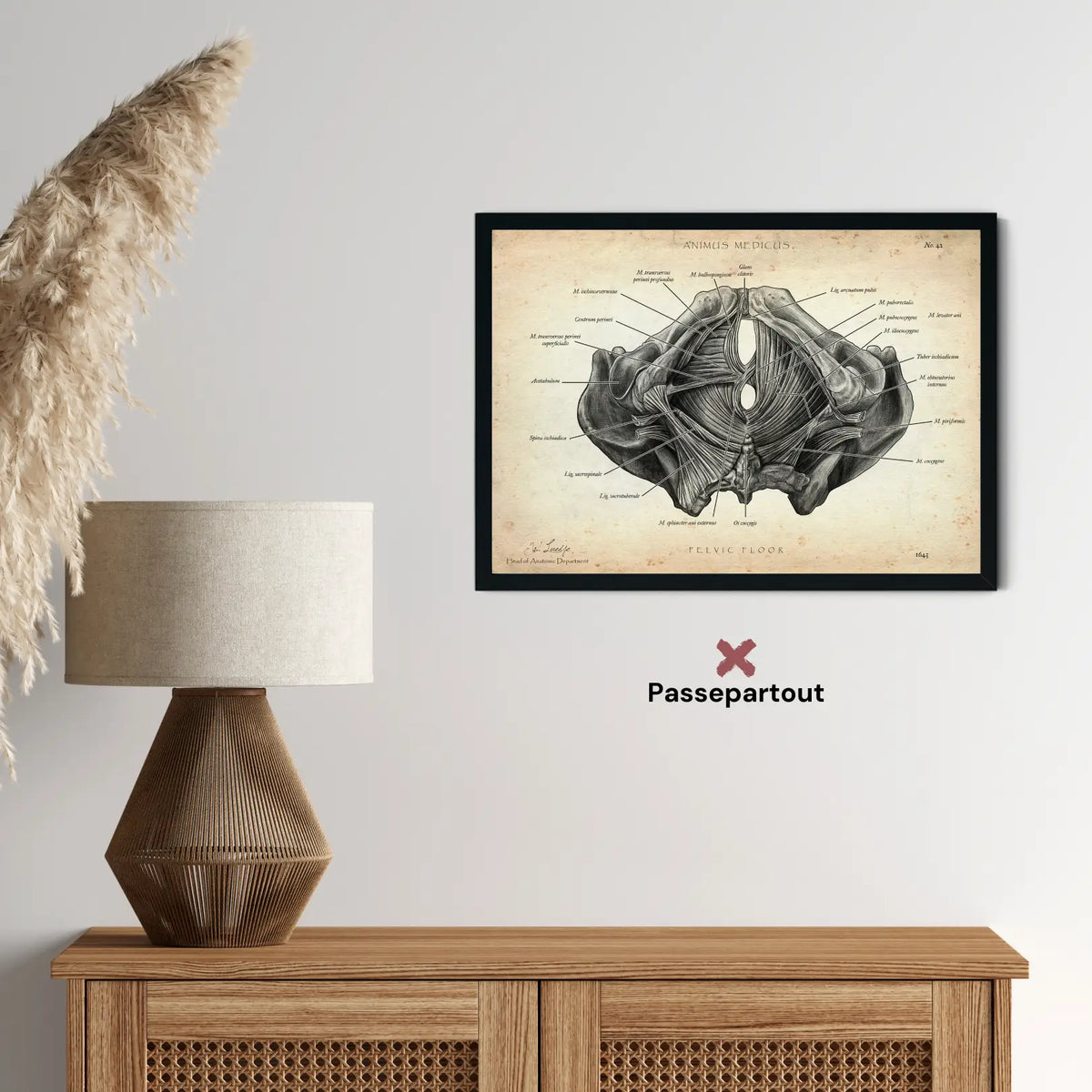 Beckenboden Muskulatur - Animus Medicus GmbH