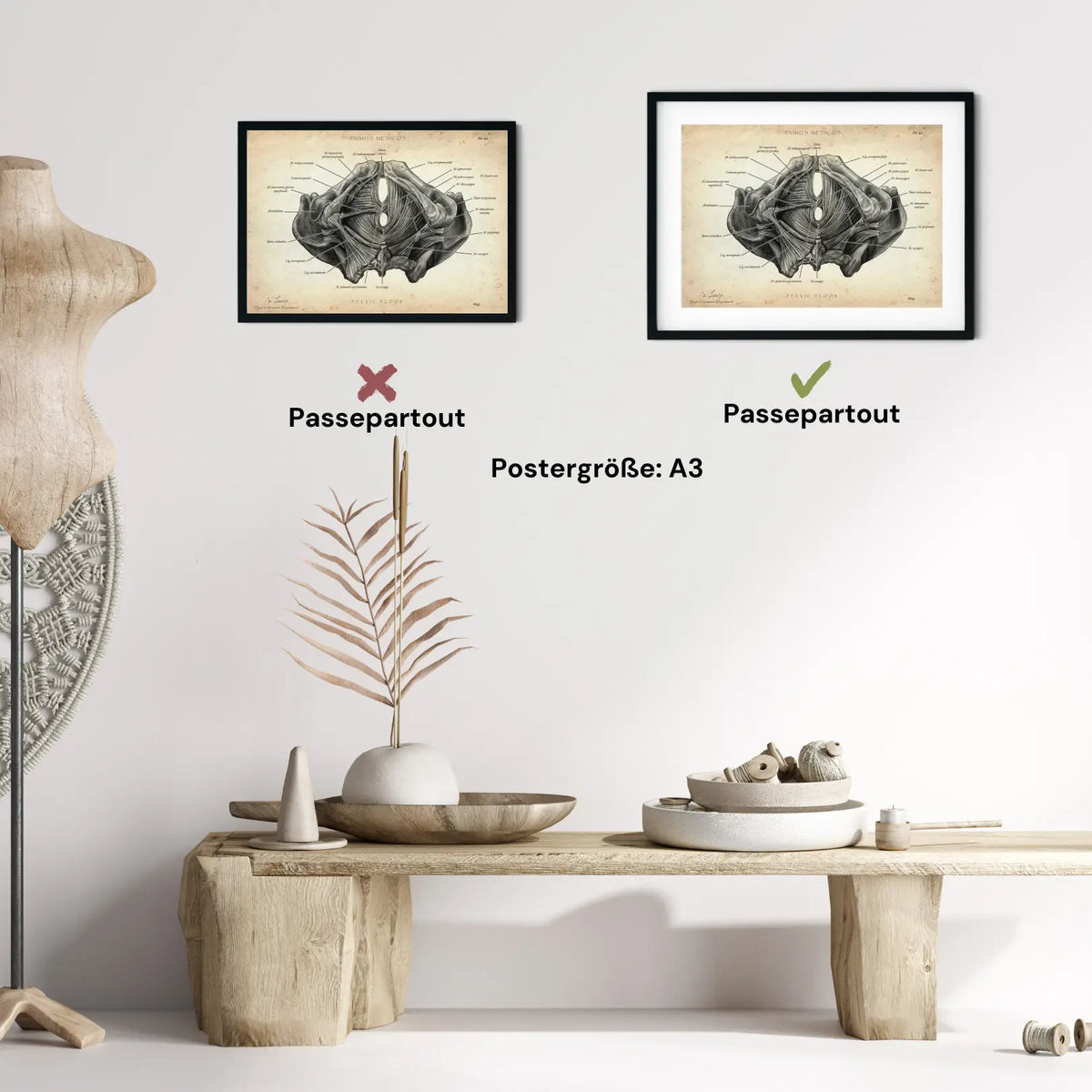 Beckenboden Muskulatur - Animus Medicus GmbH