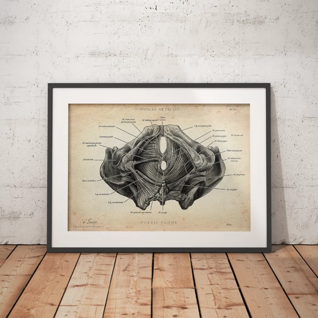 Beckenboden Muskulatur - Animus Medicus GmbH