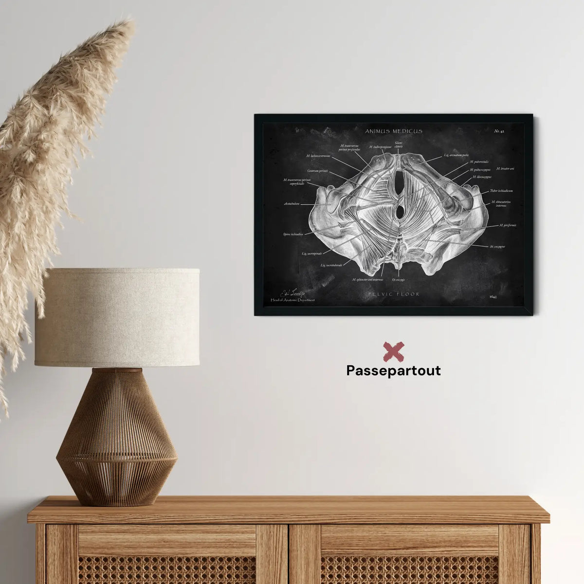 Beckenboden Muskulatur - Chalkboard - Animus Medicus GmbH