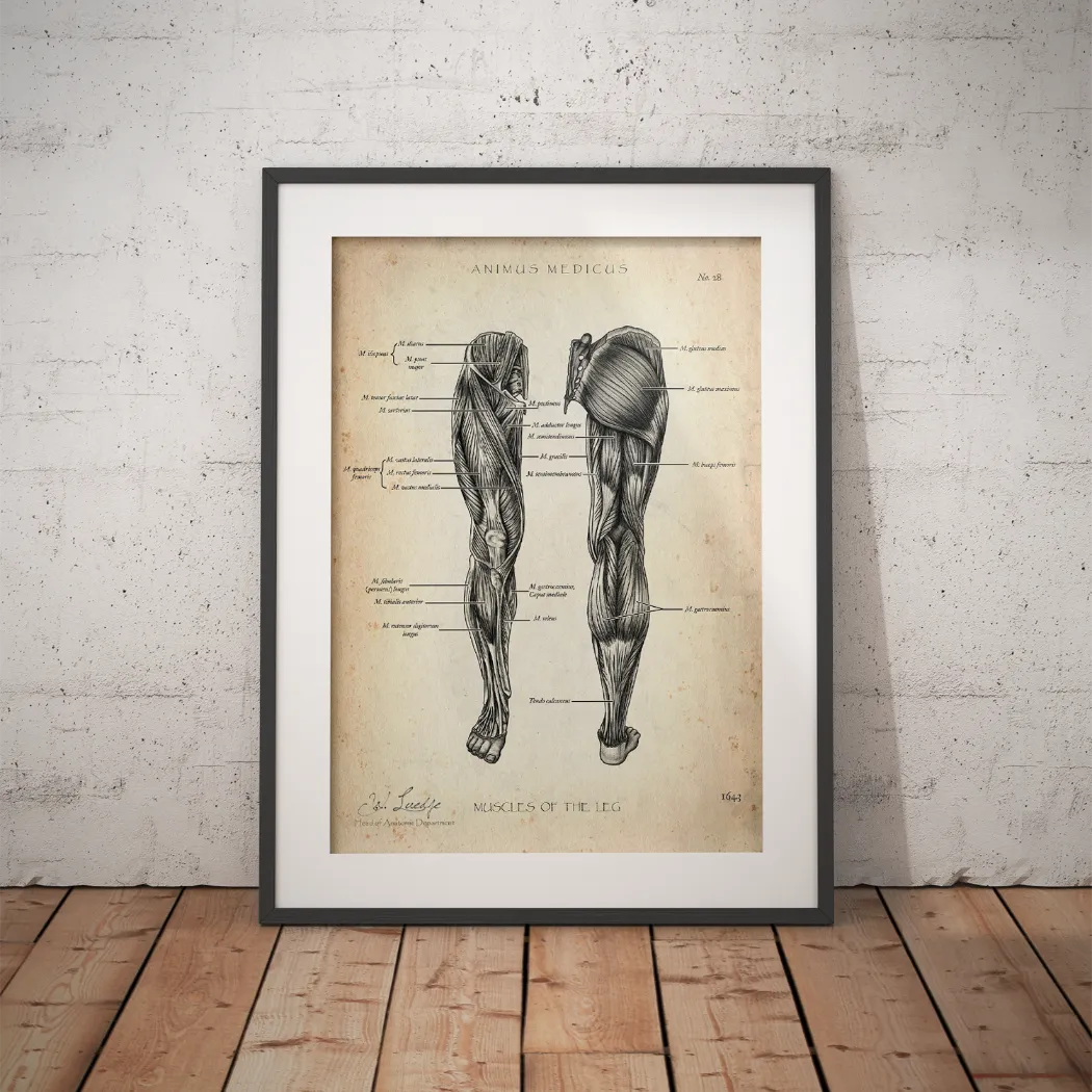 Beinmuskulatur Anatomie - Animus Medicus GmbH