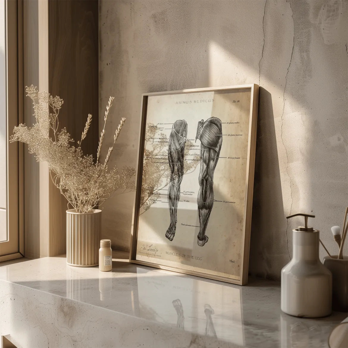 Beinmuskulatur Anatomie - Animus Medicus GmbH