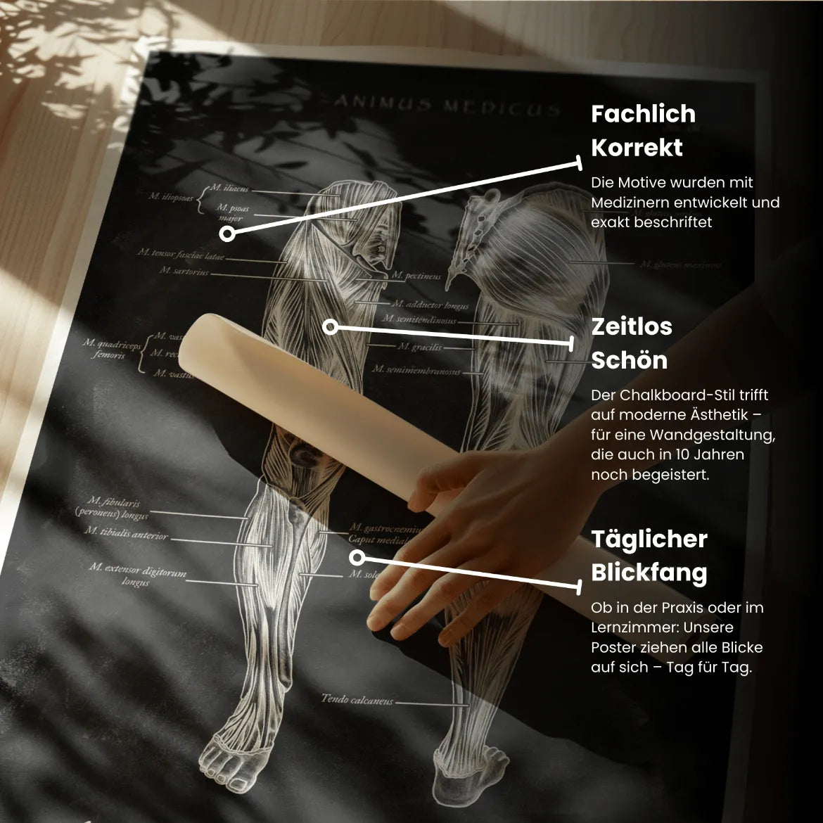 Beinmuskulatur Anatomie - Chalkboard - Animus Medicus GmbH