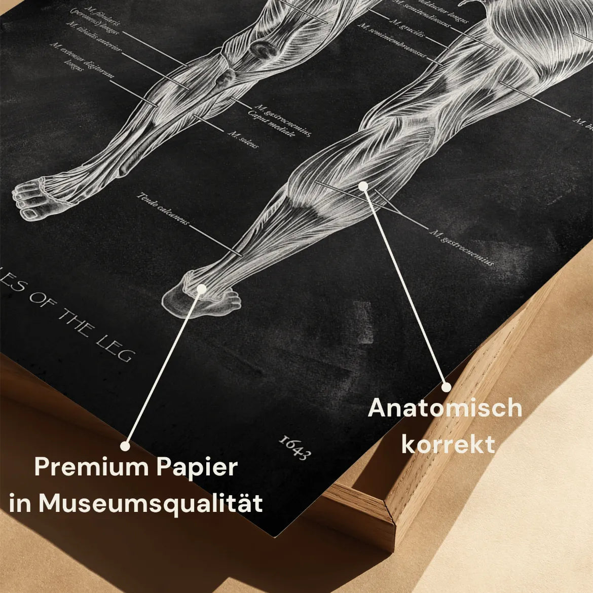 Beinmuskulatur Anatomie - Chalkboard - Animus Medicus GmbH