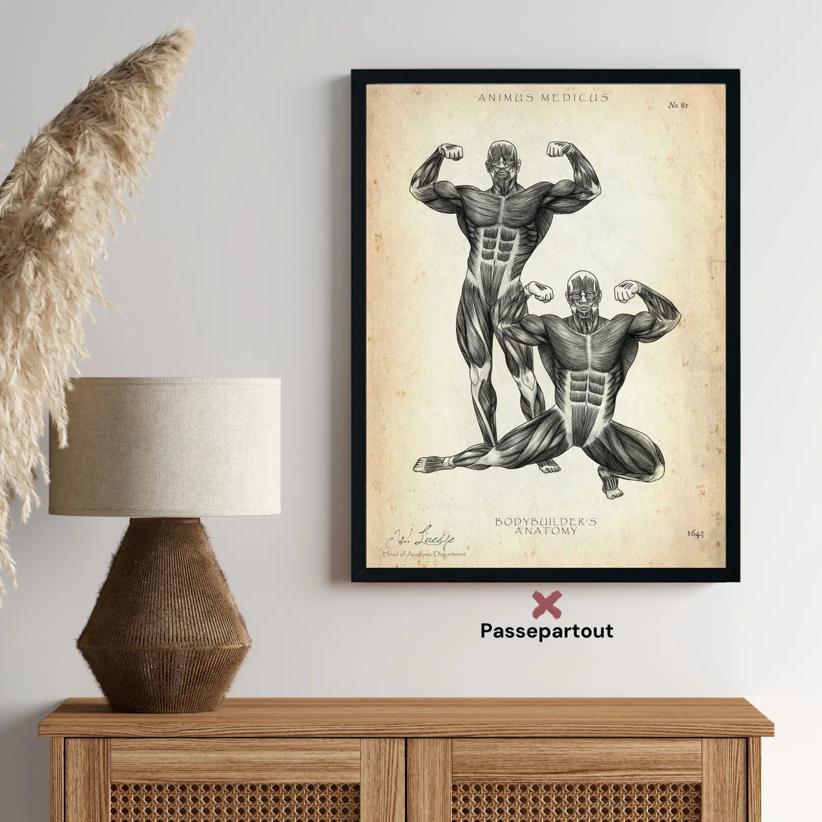 Bodybuilder Anatomie Poster - Animus Medicus GmbH