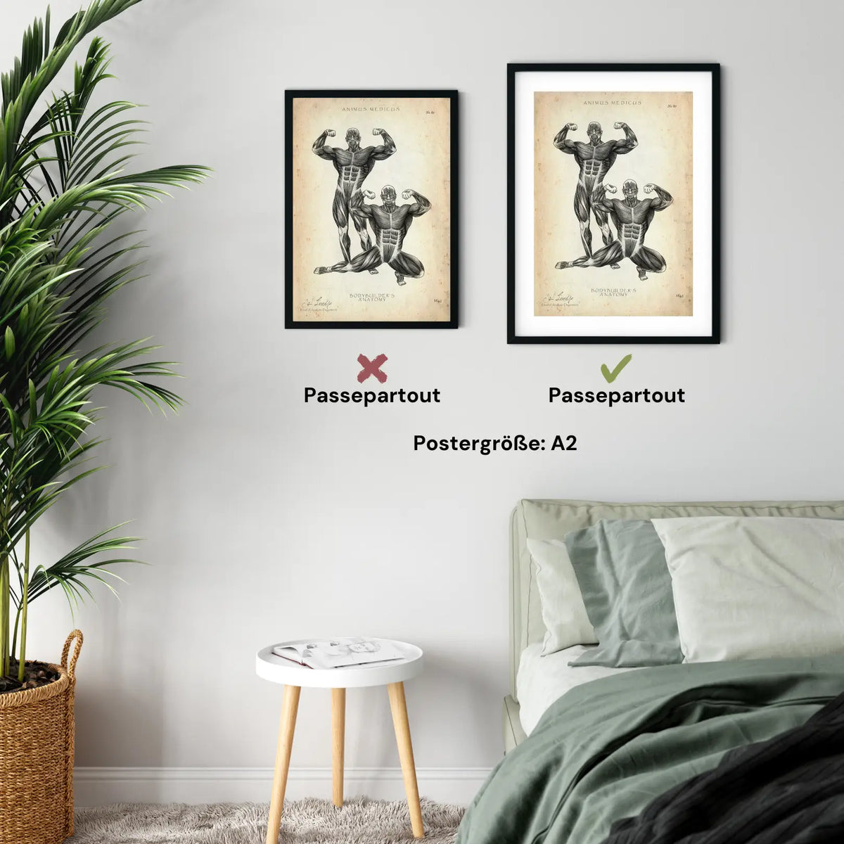Bodybuilder Anatomie Poster - Animus Medicus GmbH