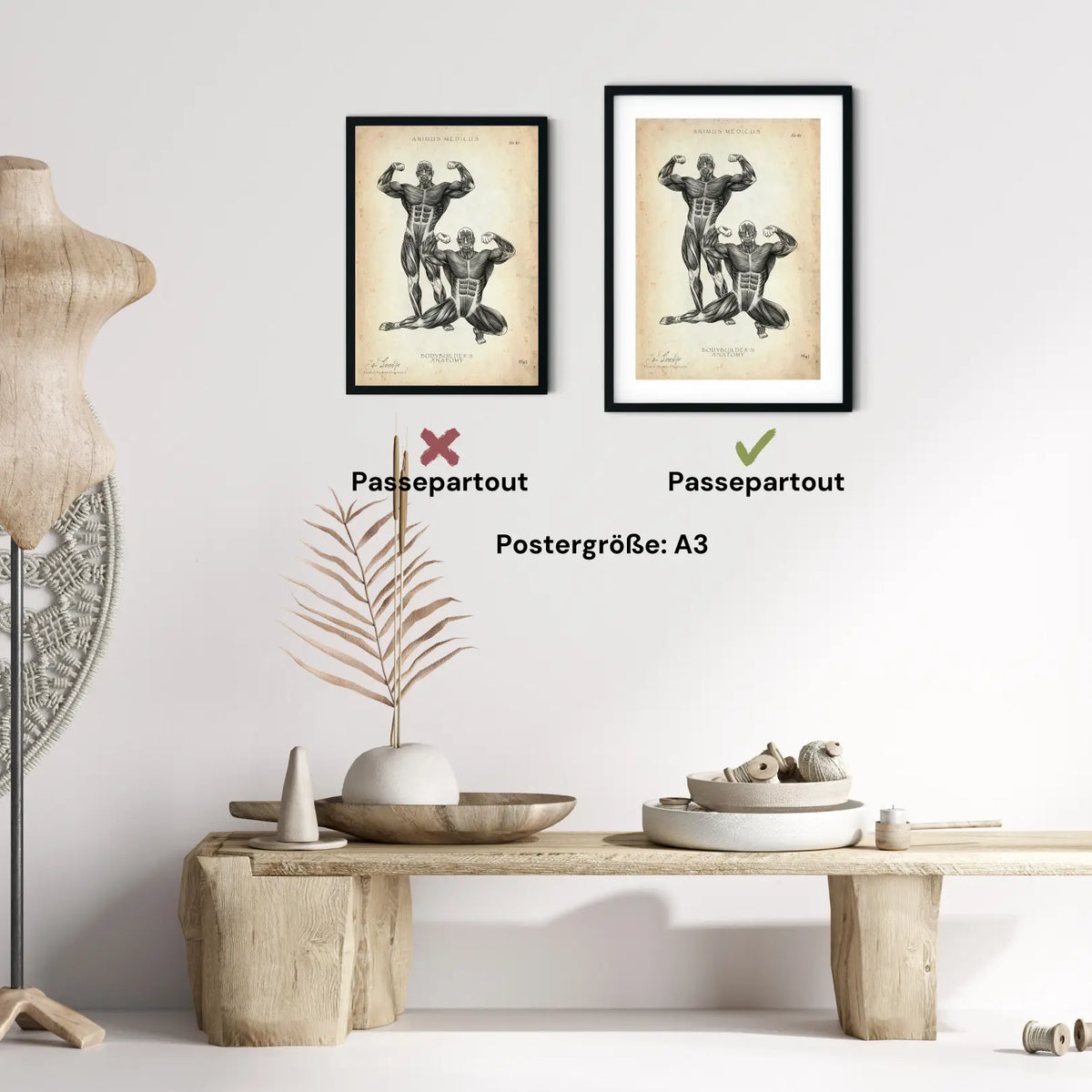 Bodybuilder Anatomie Poster - Animus Medicus GmbH