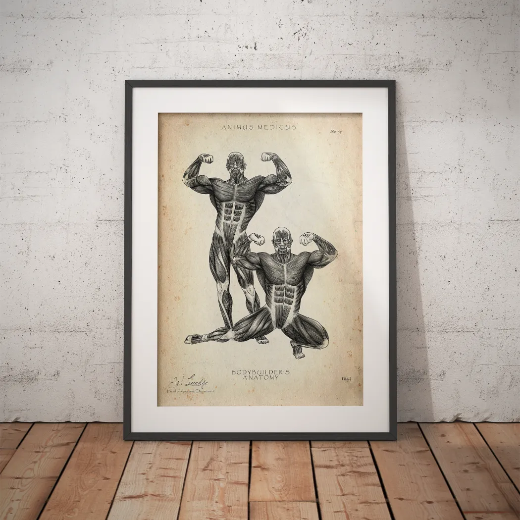 Bodybuilder Anatomie Poster - Animus Medicus GmbH