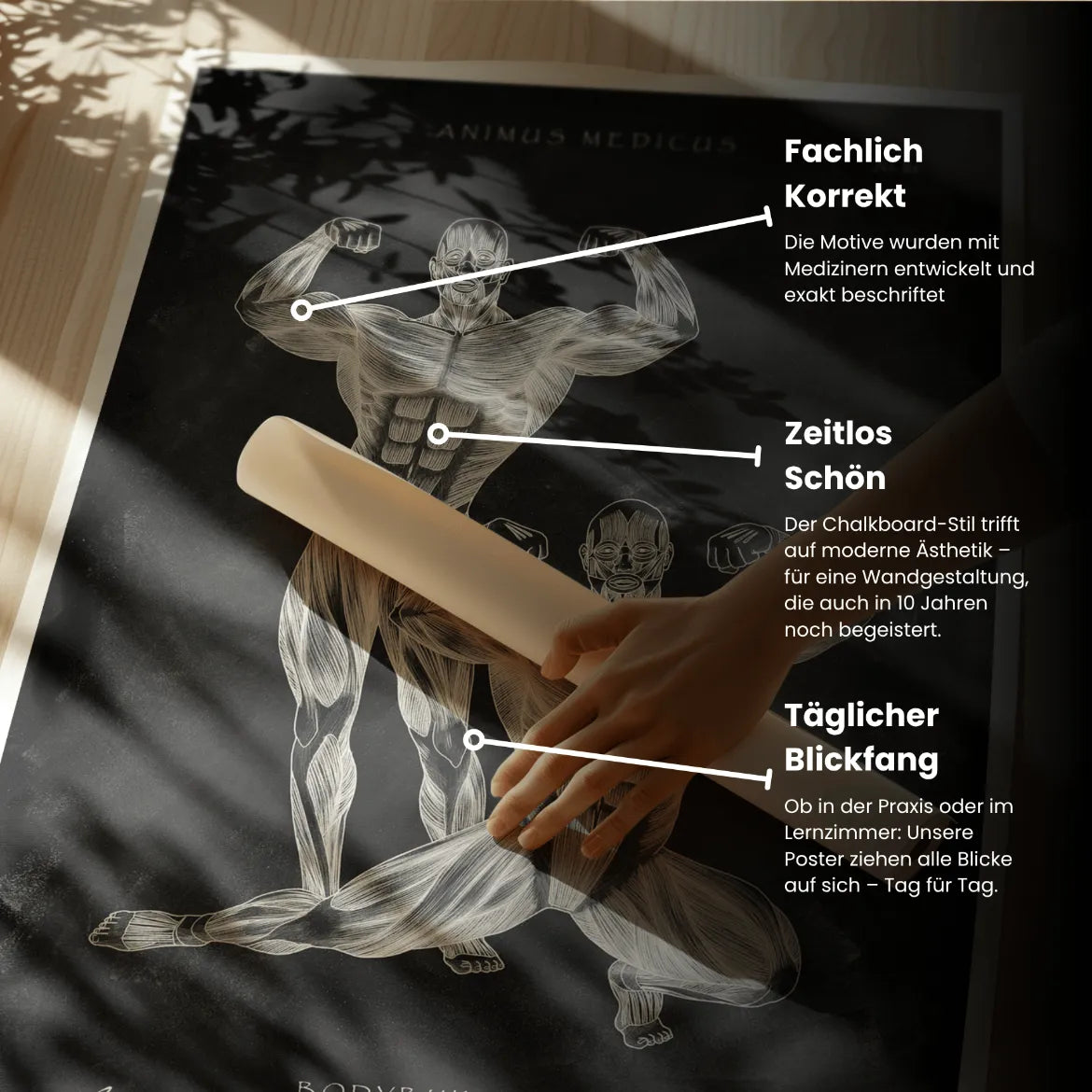 Bodybuilder Anatomie Poster - Chalkboard - Animus Medicus GmbH