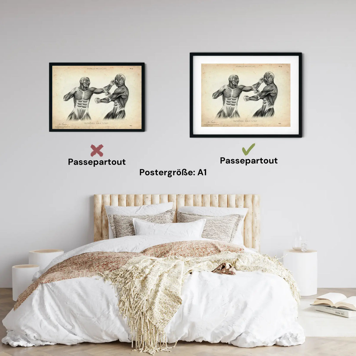 Boxer Anatomie Poster - Animus Medicus GmbH