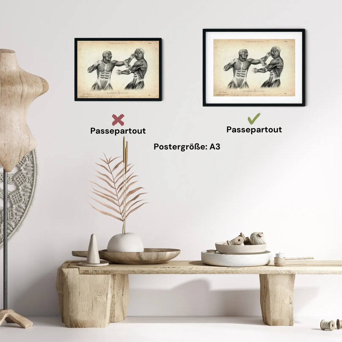 Boxer Anatomie Poster - Animus Medicus GmbH