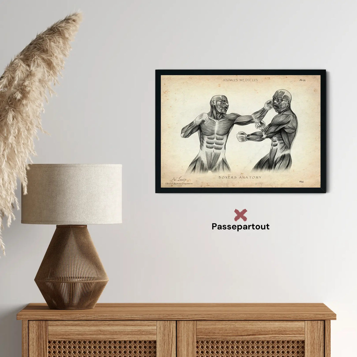 Boxer Anatomie Poster - Animus Medicus GmbH