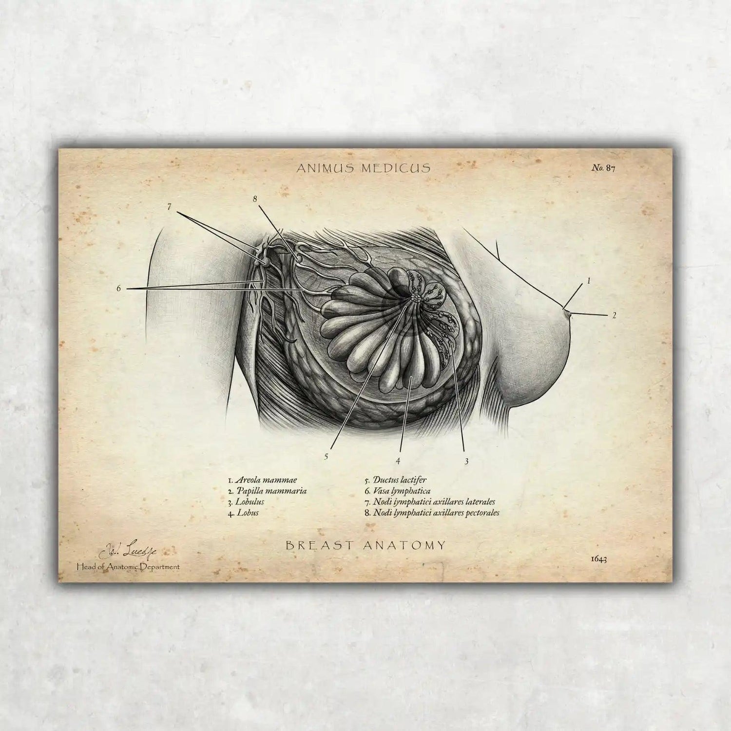 Brust Anatomie Poster - Animus Medicus GmbH