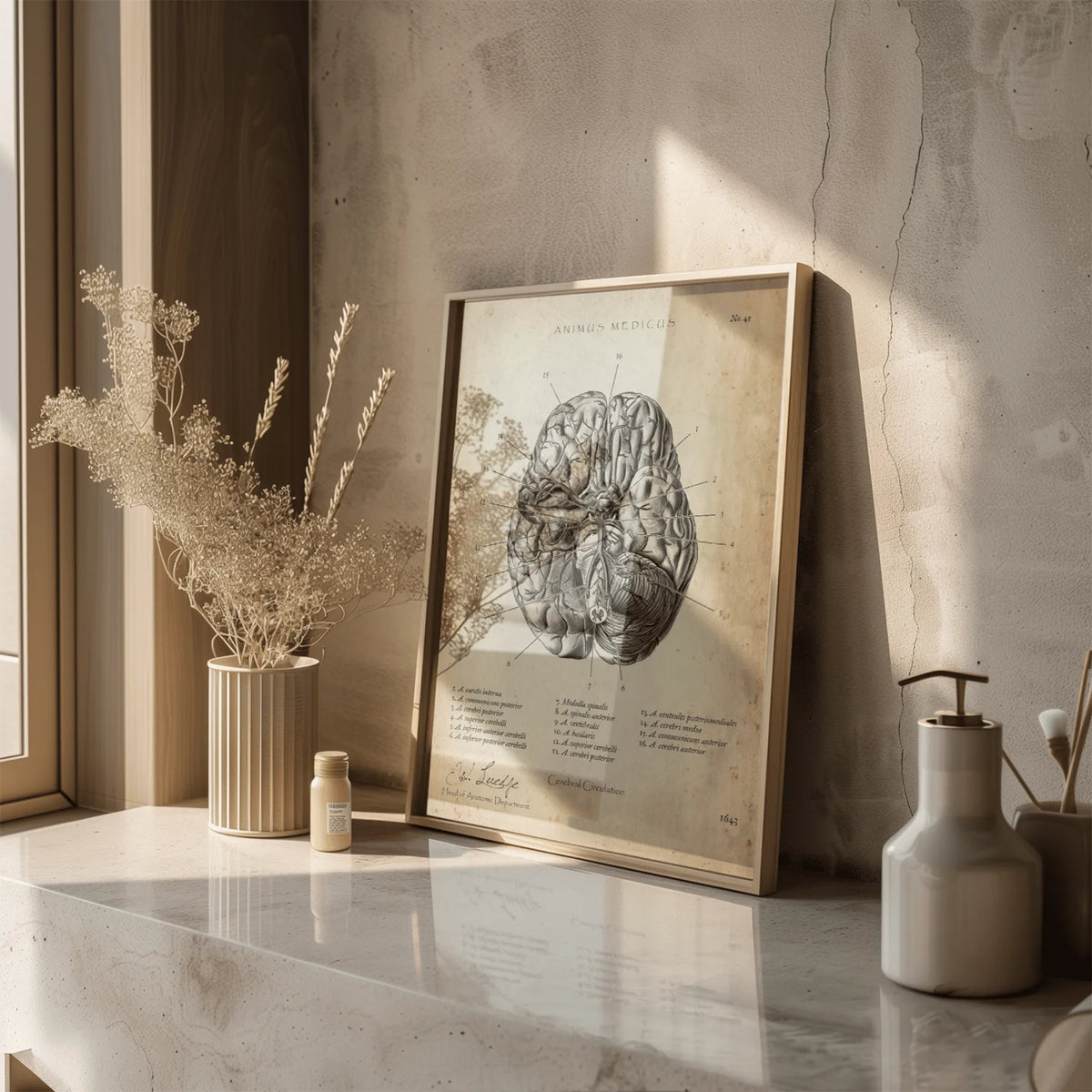 Circulus arteriosus willisii - Animus Medicus GmbH