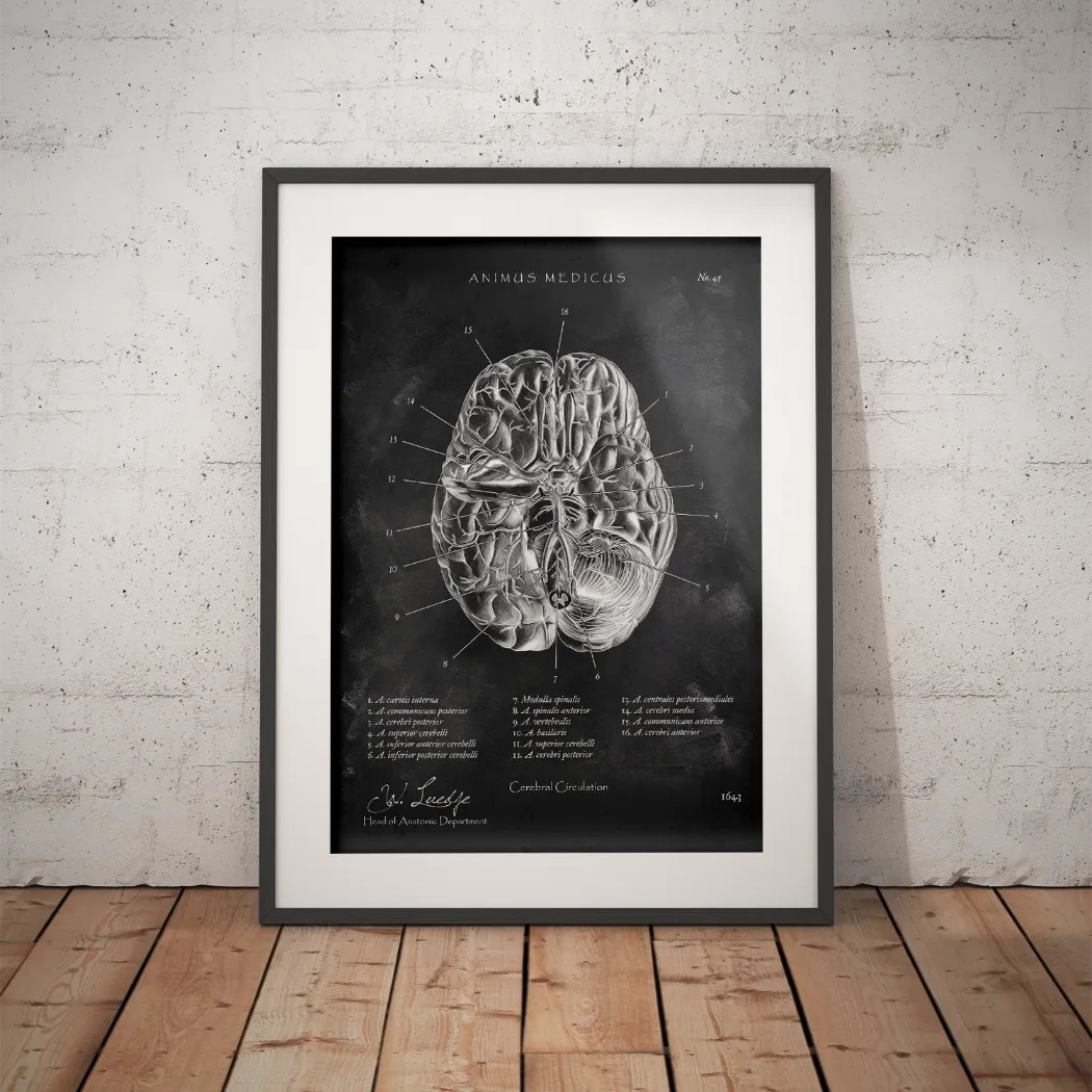 Circulus arteriosus willisii - Chalkboard - Animus Medicus GmbH