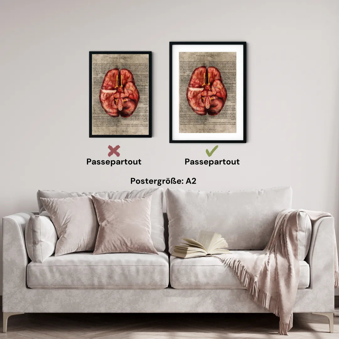 Das Gehirn - Buchseite - Animus Medicus GmbH