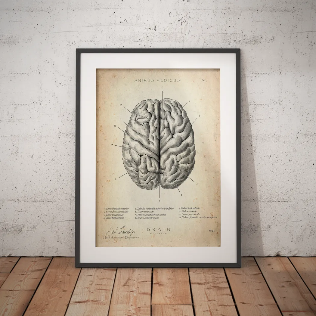 Das menschliche Gehirn - Animus Medicus GmbH