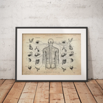 Das vegetative Nervensystem - Animus Medicus GmbH