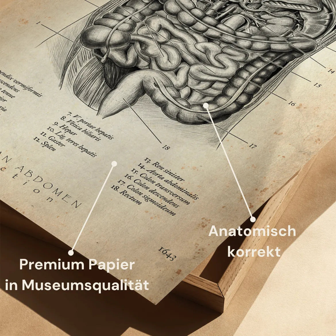 Der Bauch im Schnitt - Animus Medicus GmbH
