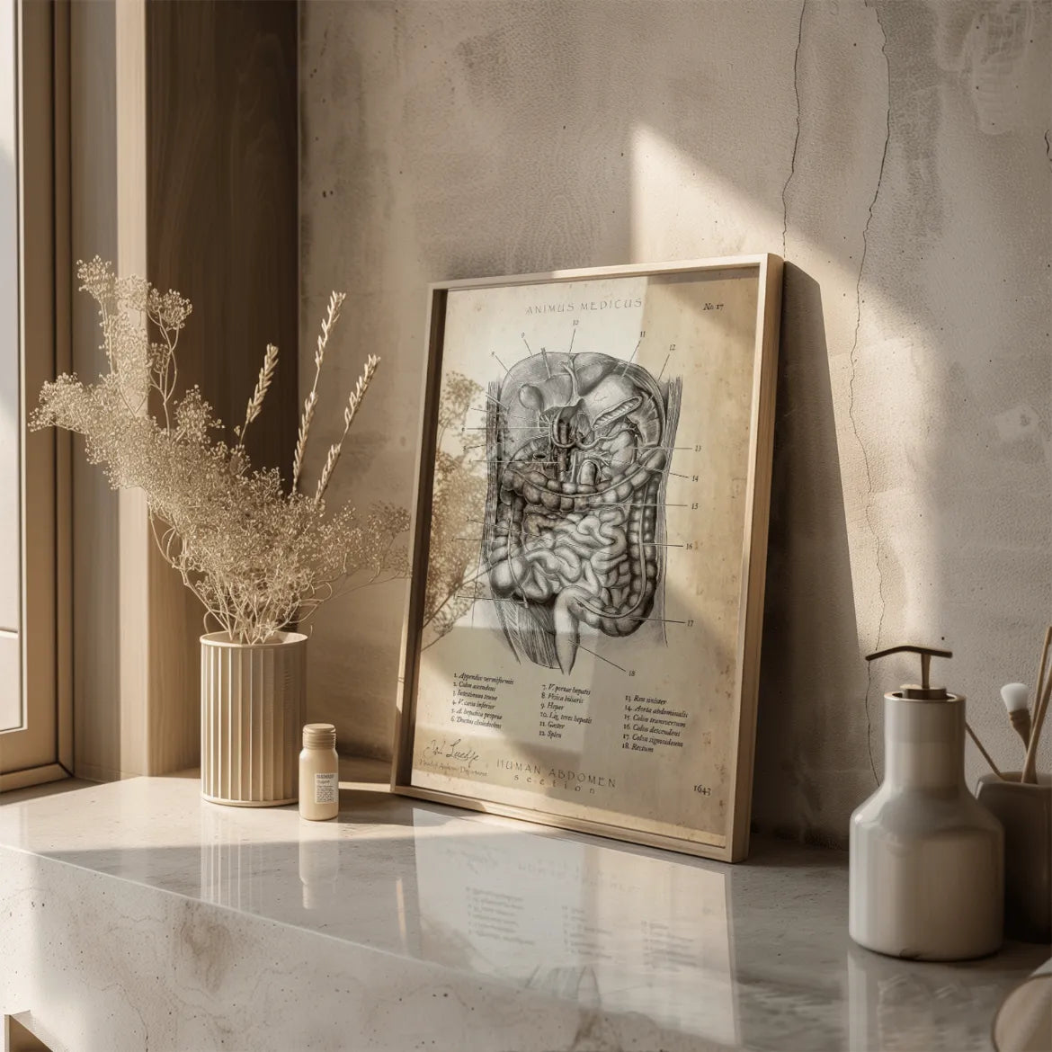 Der Bauch im Schnitt - Animus Medicus GmbH