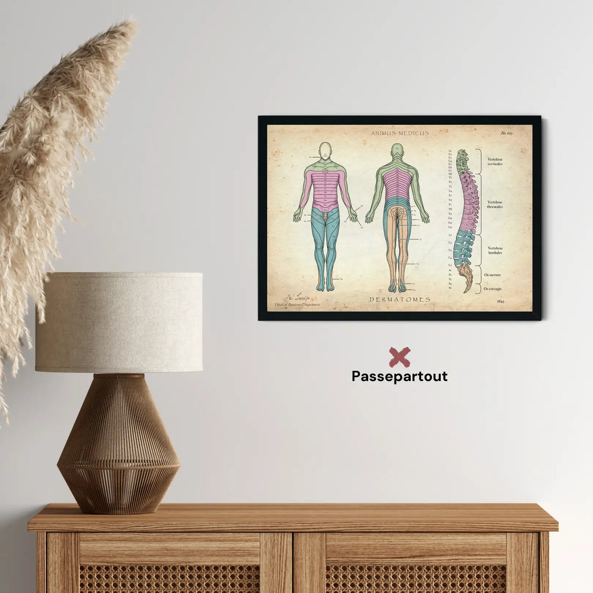 Dermatome - Animus Medicus GmbH