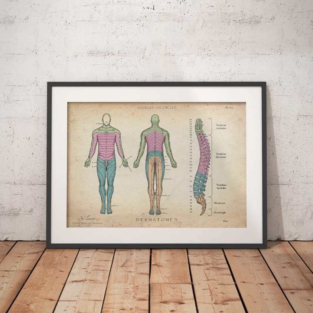 Dermatome - Animus Medicus GmbH