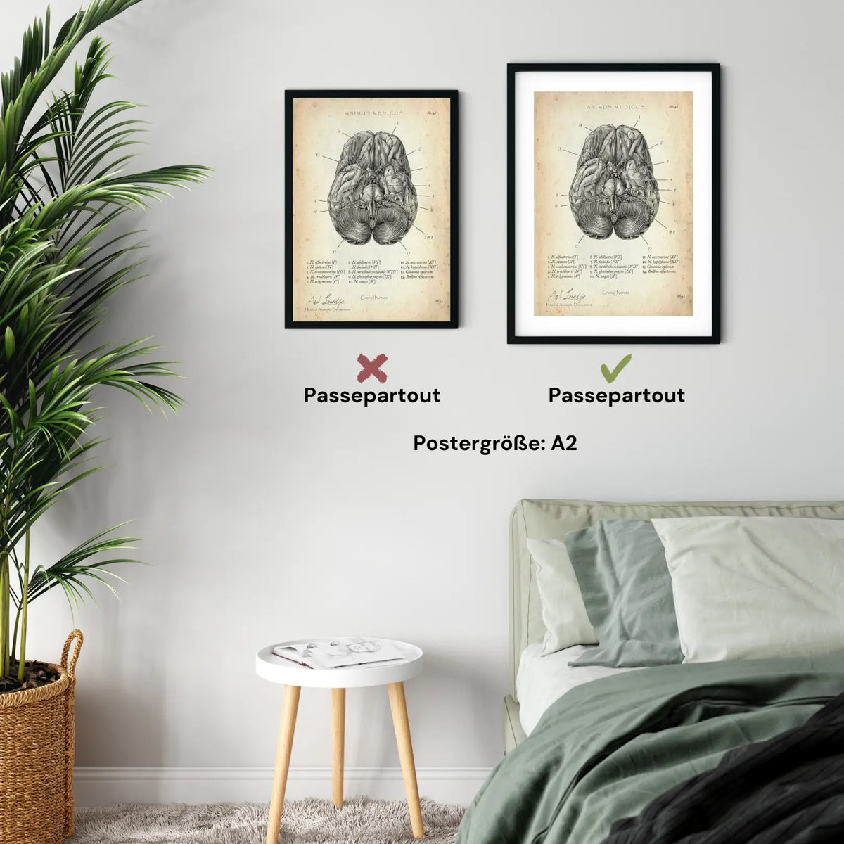 Die 12 Hirnnerven - Animus Medicus GmbH