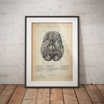 Die 12 Hirnnerven - Animus Medicus GmbH