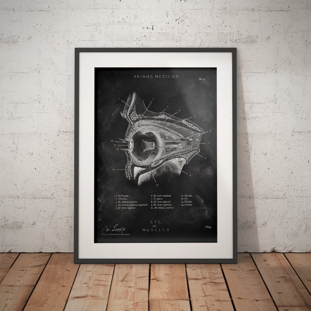Die Augen Anatomie - Chalkboard - Animus Medicus GmbH